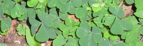 Oxalis stricta