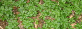 Pachysandra terminalis