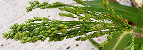 Panicum miliaceum