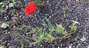 Papaver rhoeas