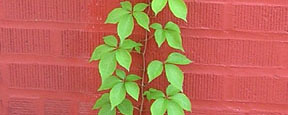 Parthenocissus quinquefolia