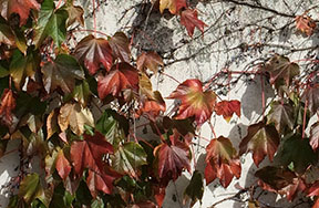 Parthenocissus tricuspidata