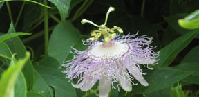 Passiflora incarnata