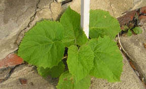 Paulownia tomentosa