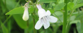 Penstemon digitalis