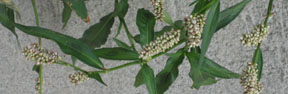 Persicaria maculosa