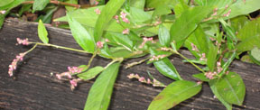 Persicaria posumbu