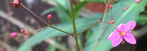 Phemeranthus teretifolius