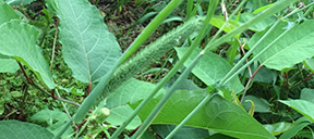 Phleum pratense