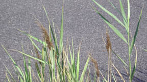 Phragmites australis