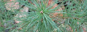 Pinus strobus