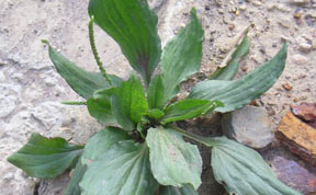 Plantago major