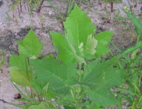 Platanus hybrida