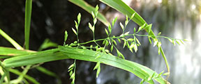 Poa annua