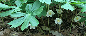 Podophyllum peltatum