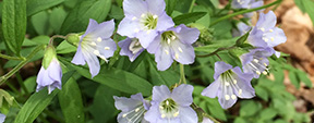 Polemonium caeruleum