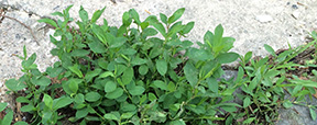 Polygonum aviculare