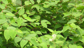 Polygonum cuspidatum