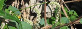 Polygonum lapathifolium