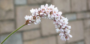 Polygonum orientale