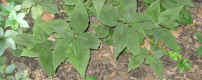 Polygonum virginianum