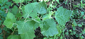 Populus alba