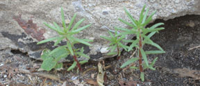 Portulaca grandiflora