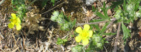 Potentilla argentea