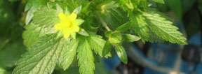 Potentilla norvegica