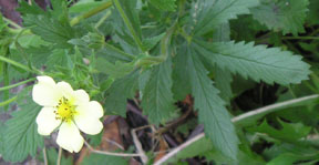 Potentilla recta