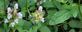 Prunella vulgaris