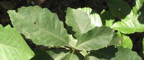 Quercus prinus