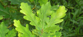 Quercus robur