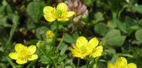 Ranunculus bulbosus