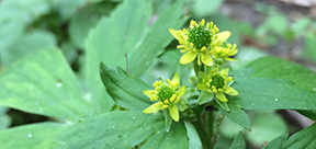 Ranunculus recurvatus