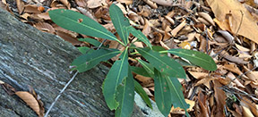 Rhododendron maximum