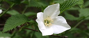 Rhodotypos scandens