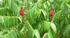 Rhus typhina