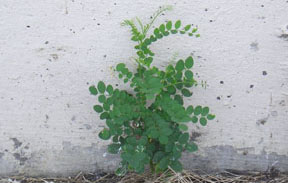 Robinia pseudoacacia