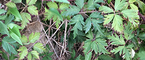 Rubus laciniatus