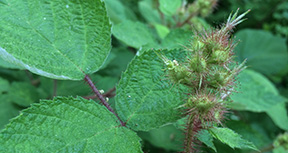 Rubus phoenicolasius