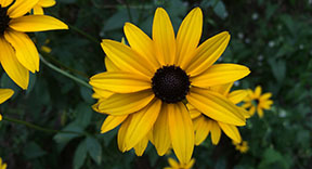 Rudbeckia fulgida