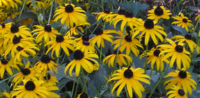 Rudbeckia hirta