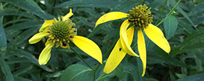 Rudbeckia laciniata