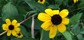 Rudbeckia triloba