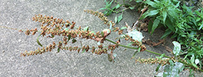 Rumex crispus