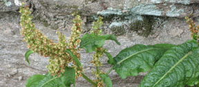 Rumex obtusifolius