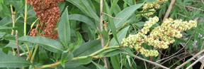 Rumex salicifolius