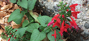 Salvia coccinea