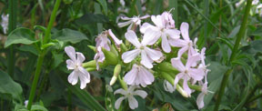 Saponaria officinalis